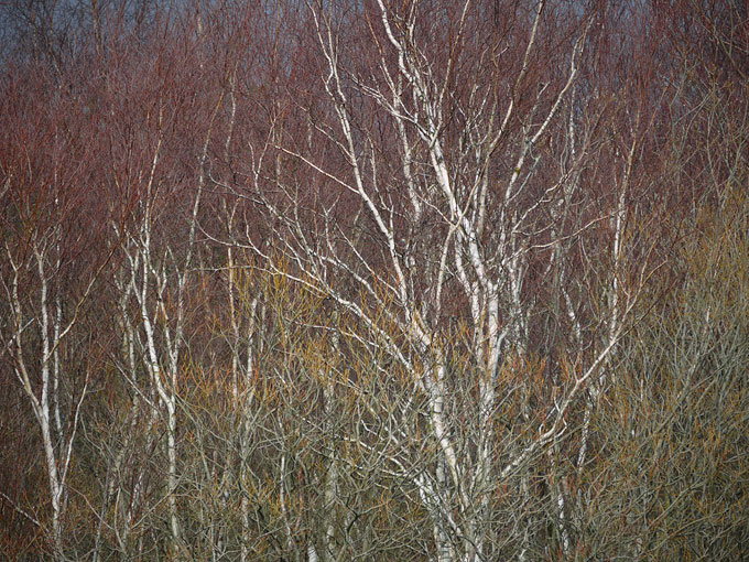 birch & willow 06.jpg